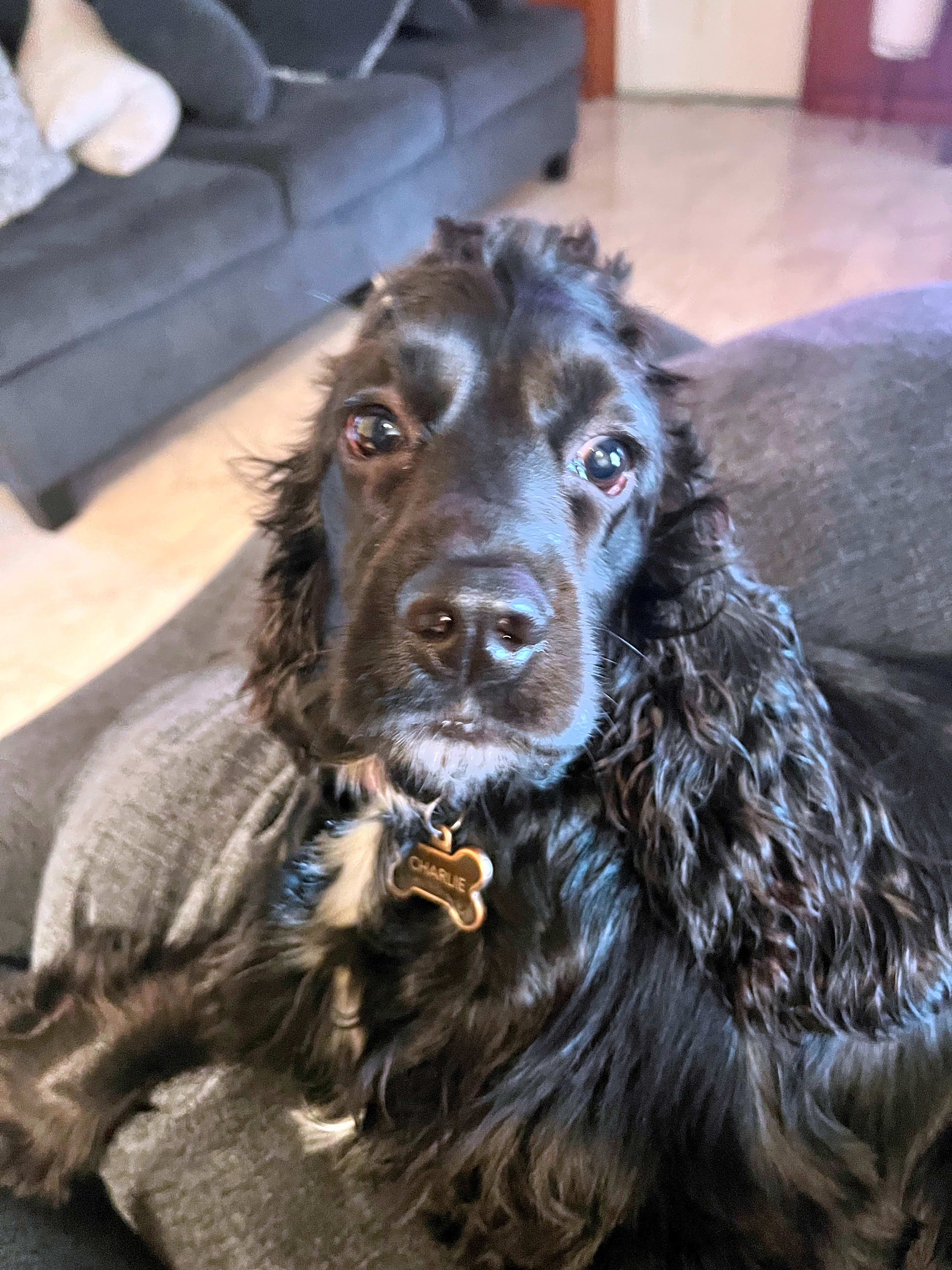 Photo of Charlie