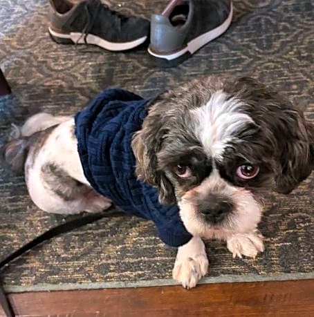 Photo of Patches