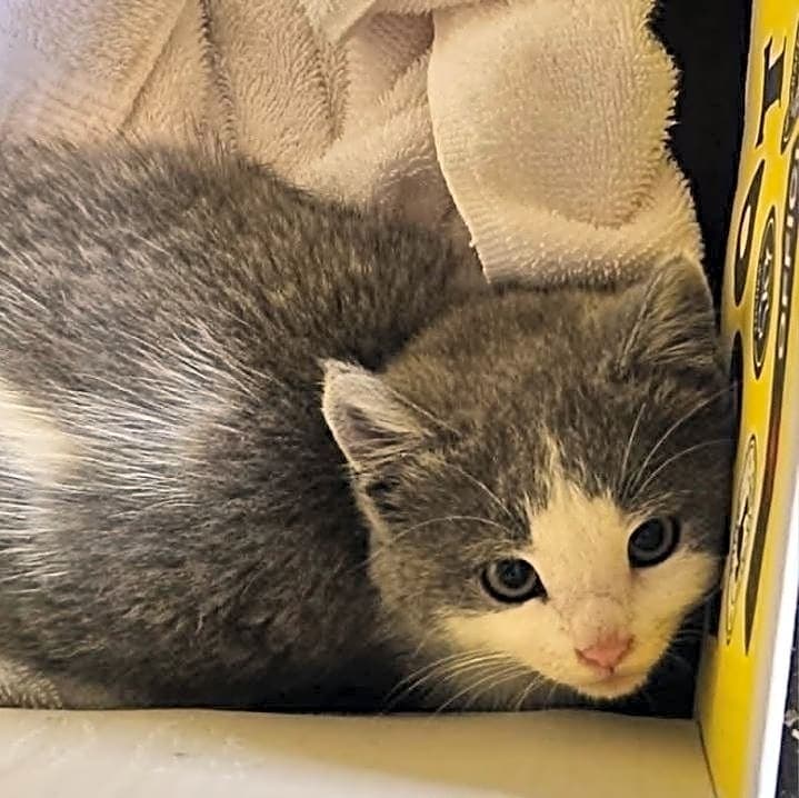 Photo of Kittens