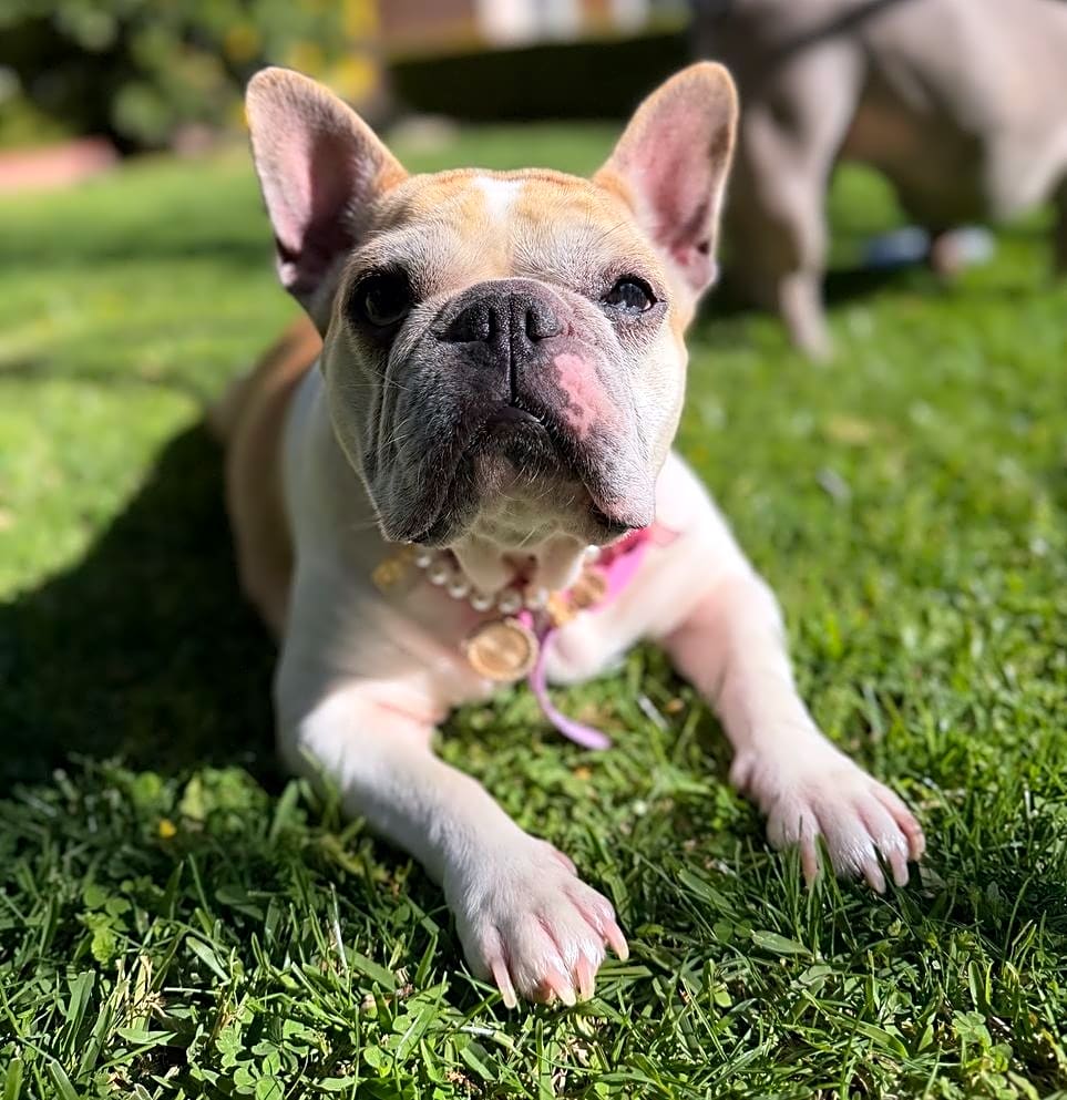 Photo of Bella