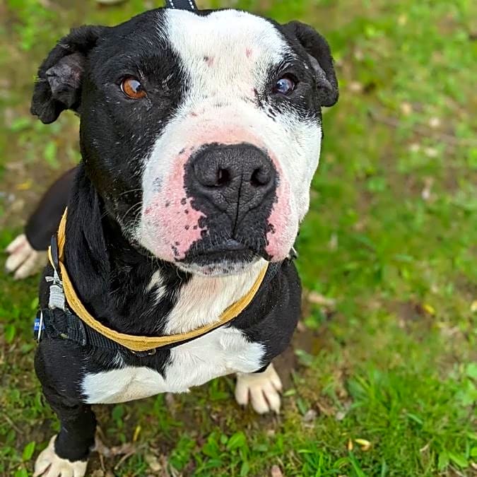 Photo of Buddy