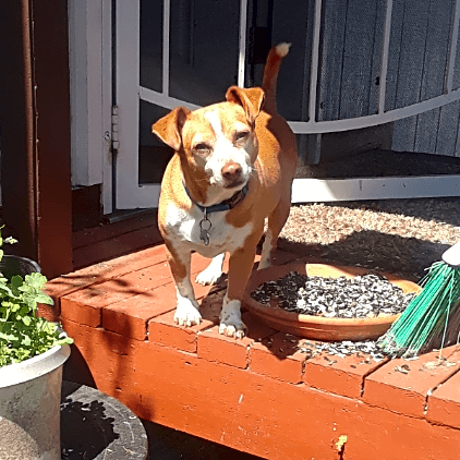 Photo of Moose