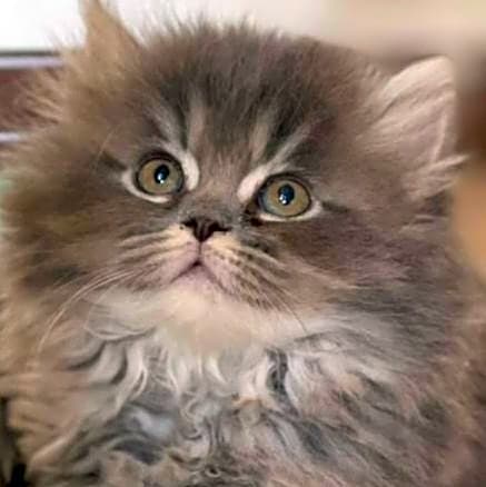 Photo of mimi