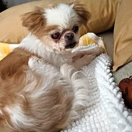 Photo of Ginger