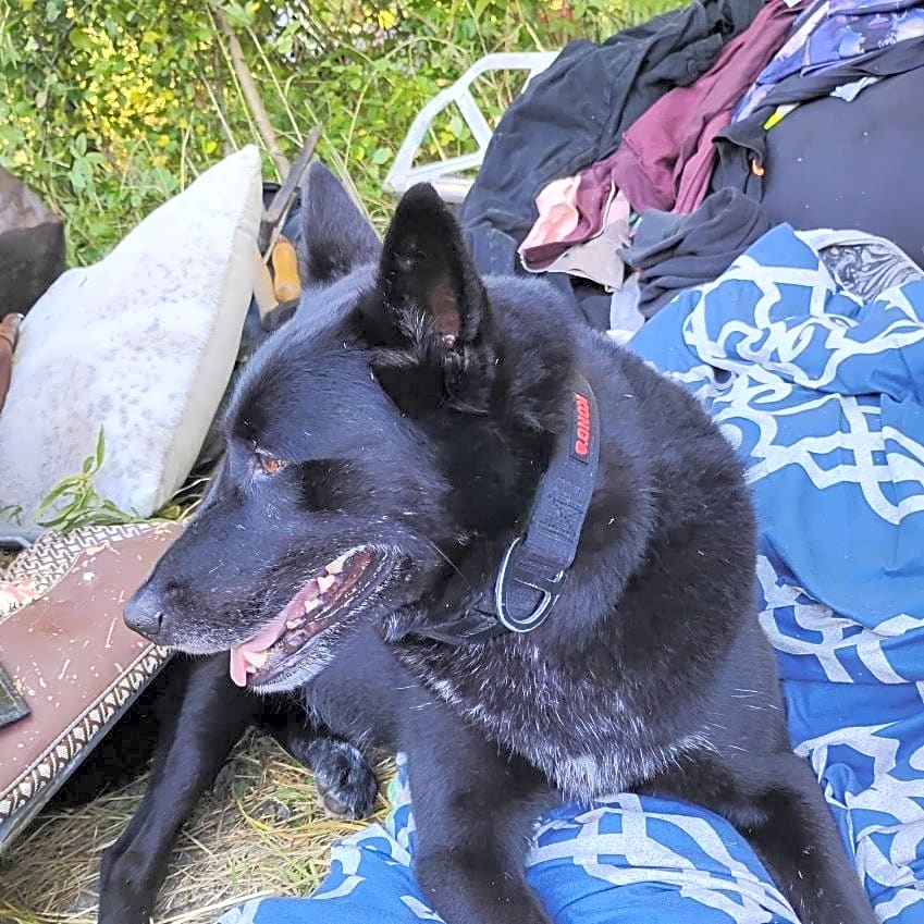 Photo of Black Jack