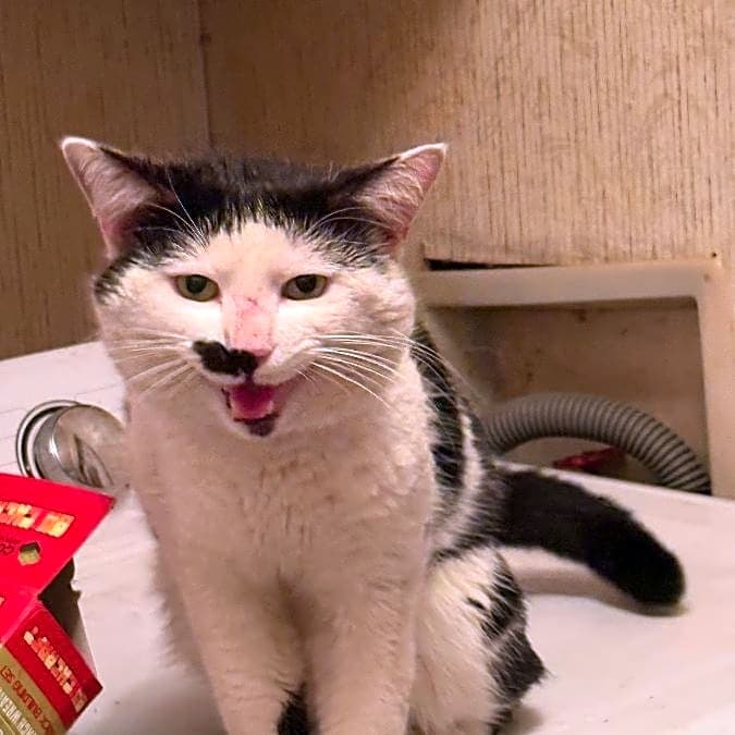 Photo of Stray Cat