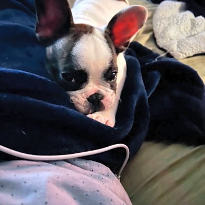 Photo of Opie