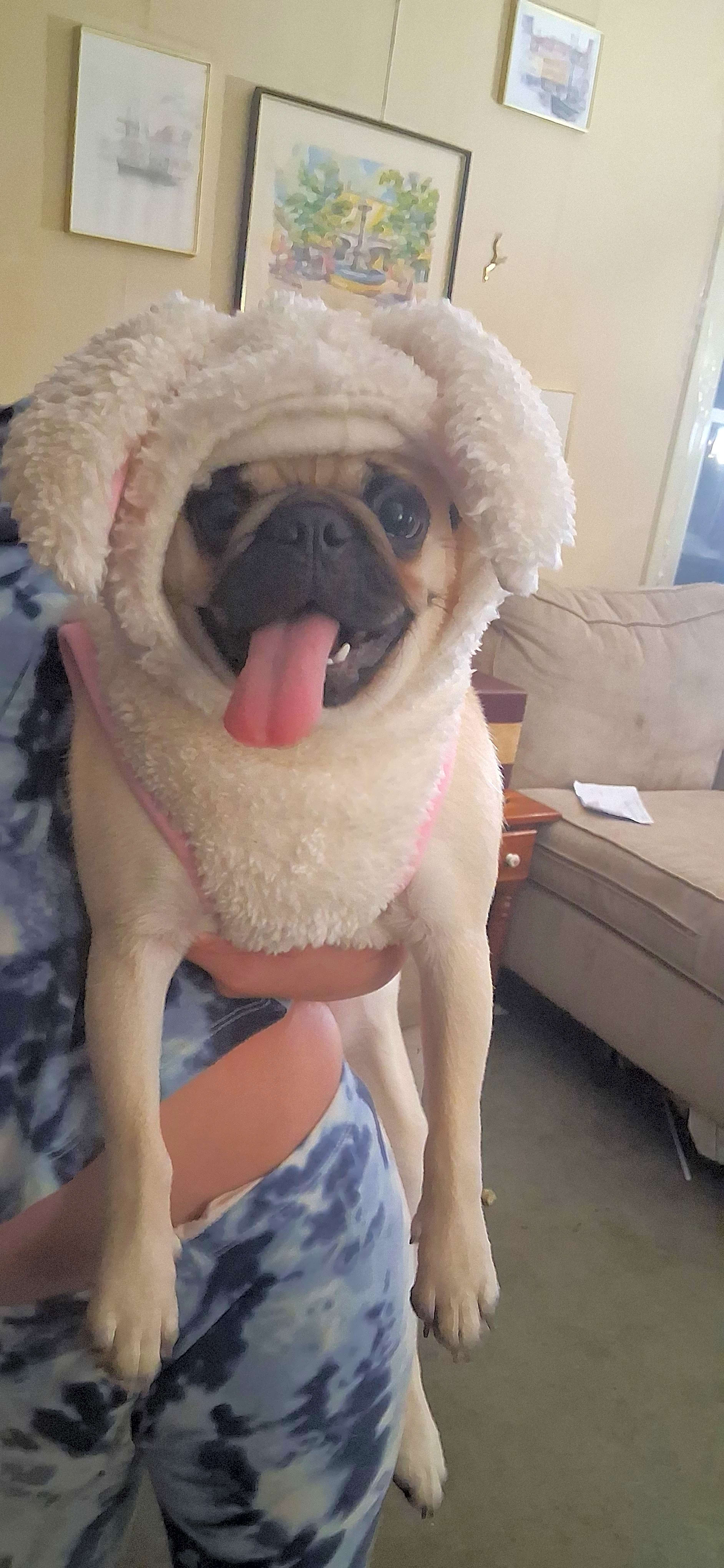 Photo of Baby Yoda