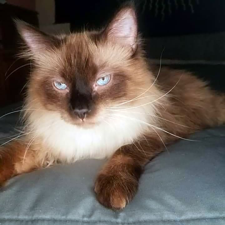 Photo of Miloshi