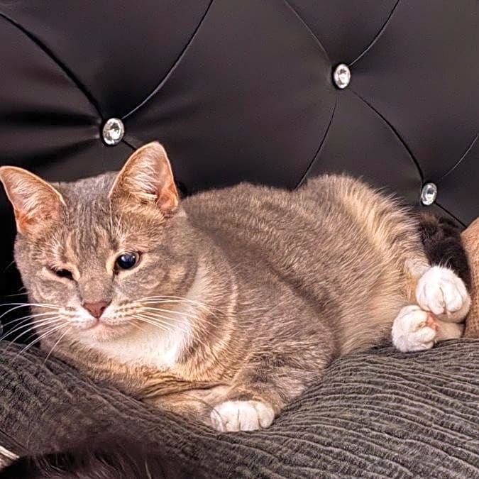 Photo of Remy
