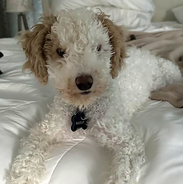 Photo of Barkley