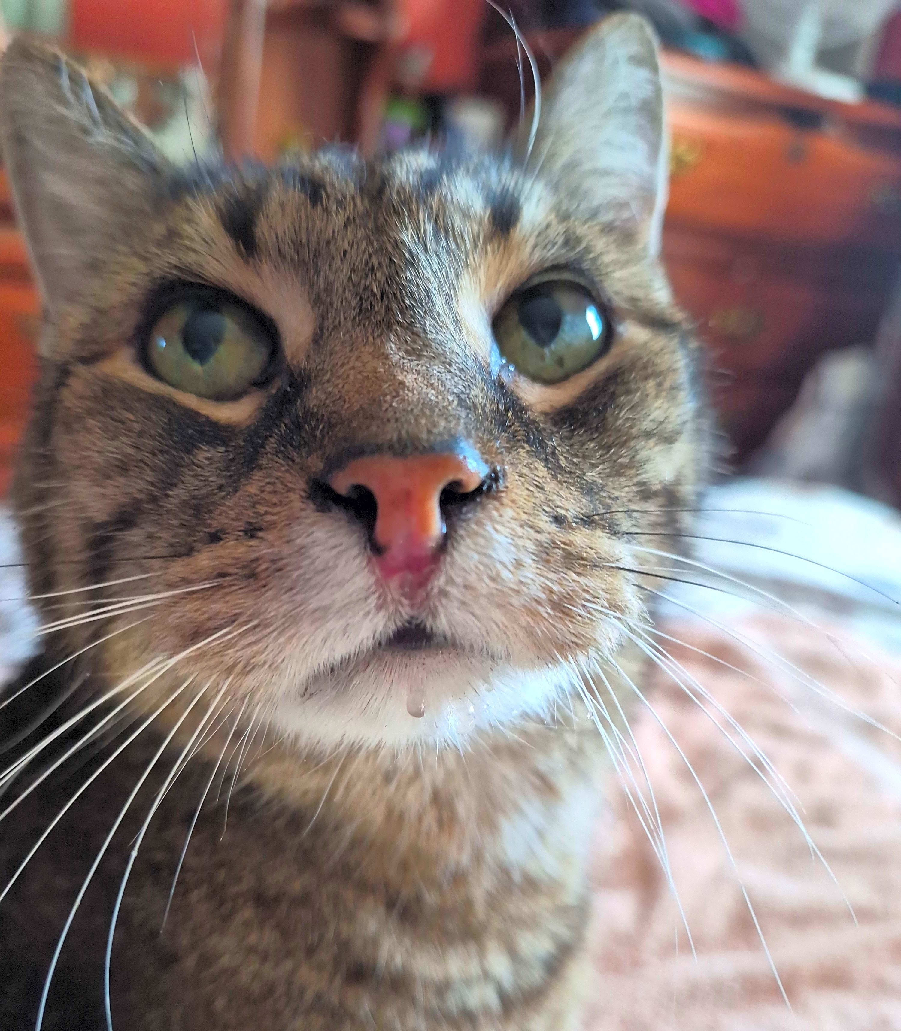 Photo of Cosmo