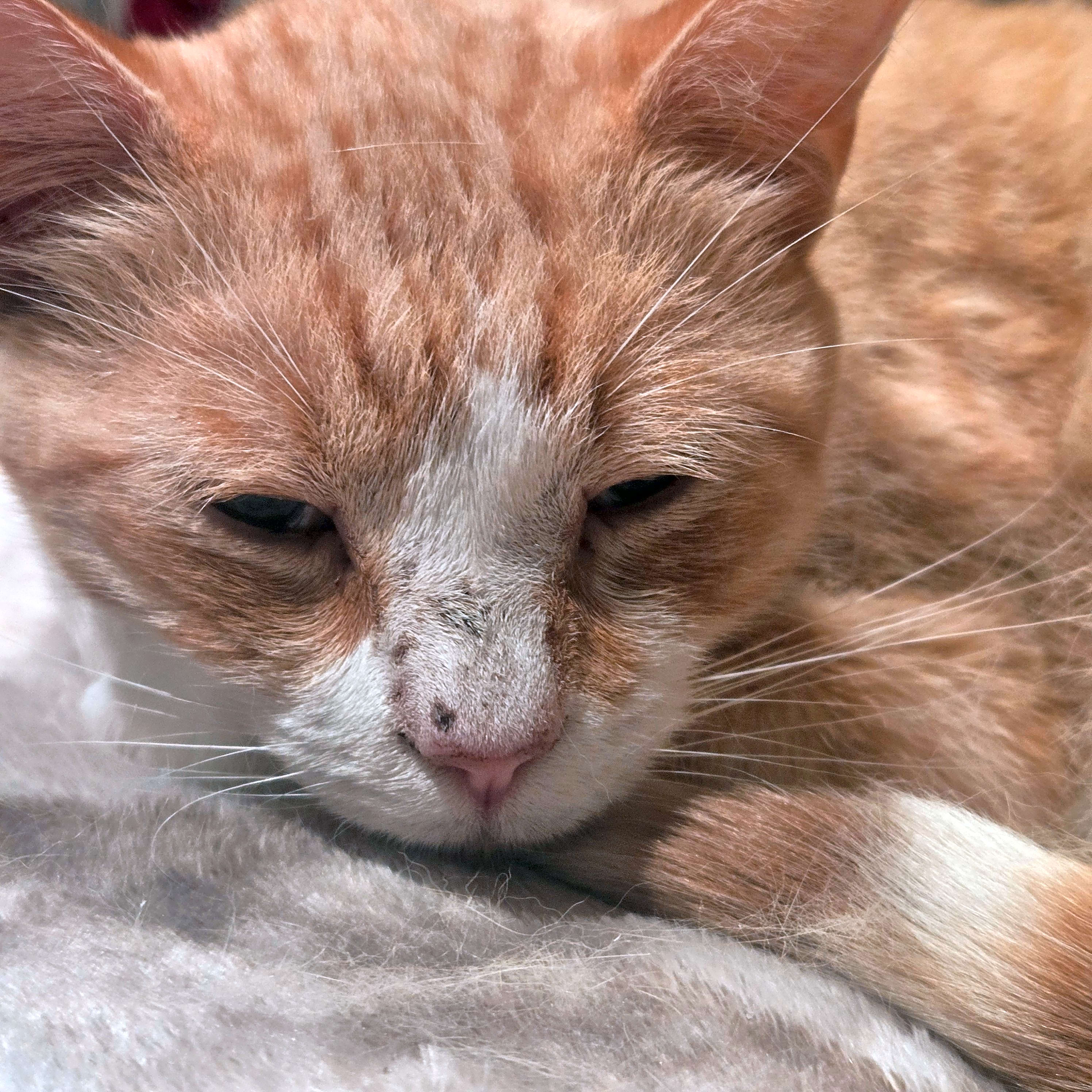 Photo of Apollo