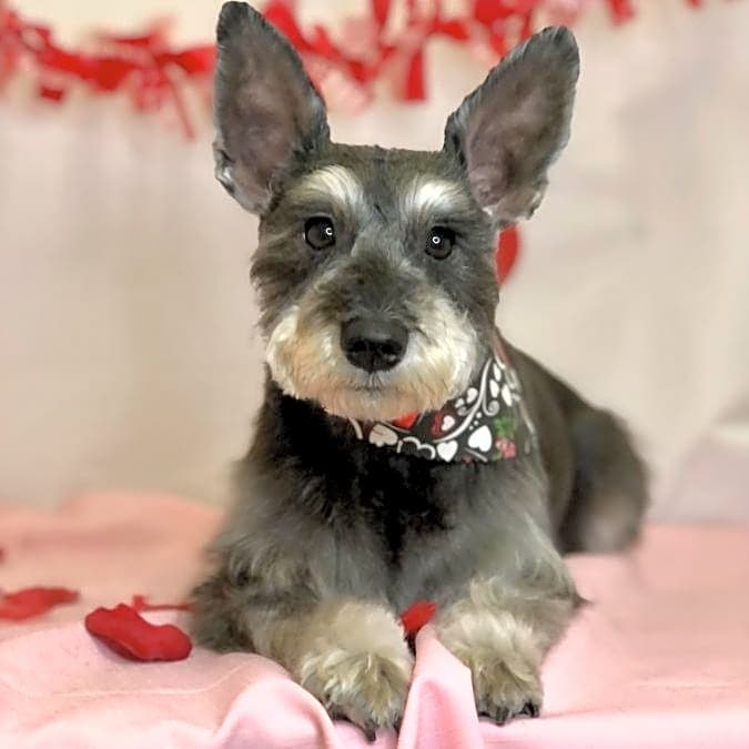 Photo of Macie