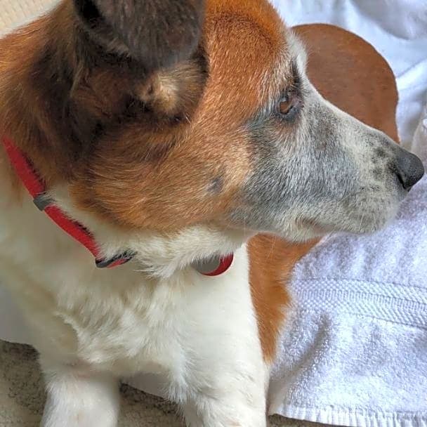 Photo of Gypsy