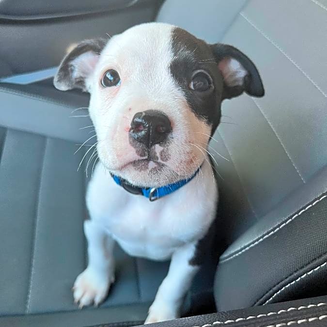 Photo of Ludo