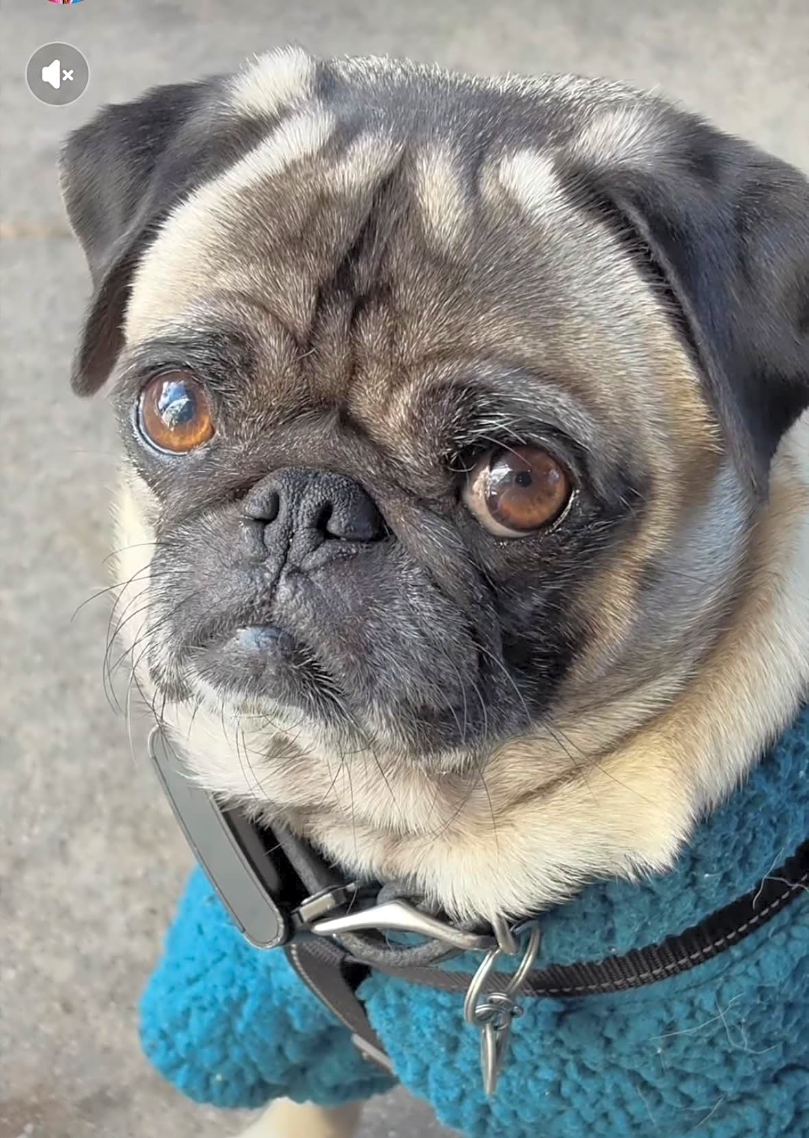 Photo of Mojo