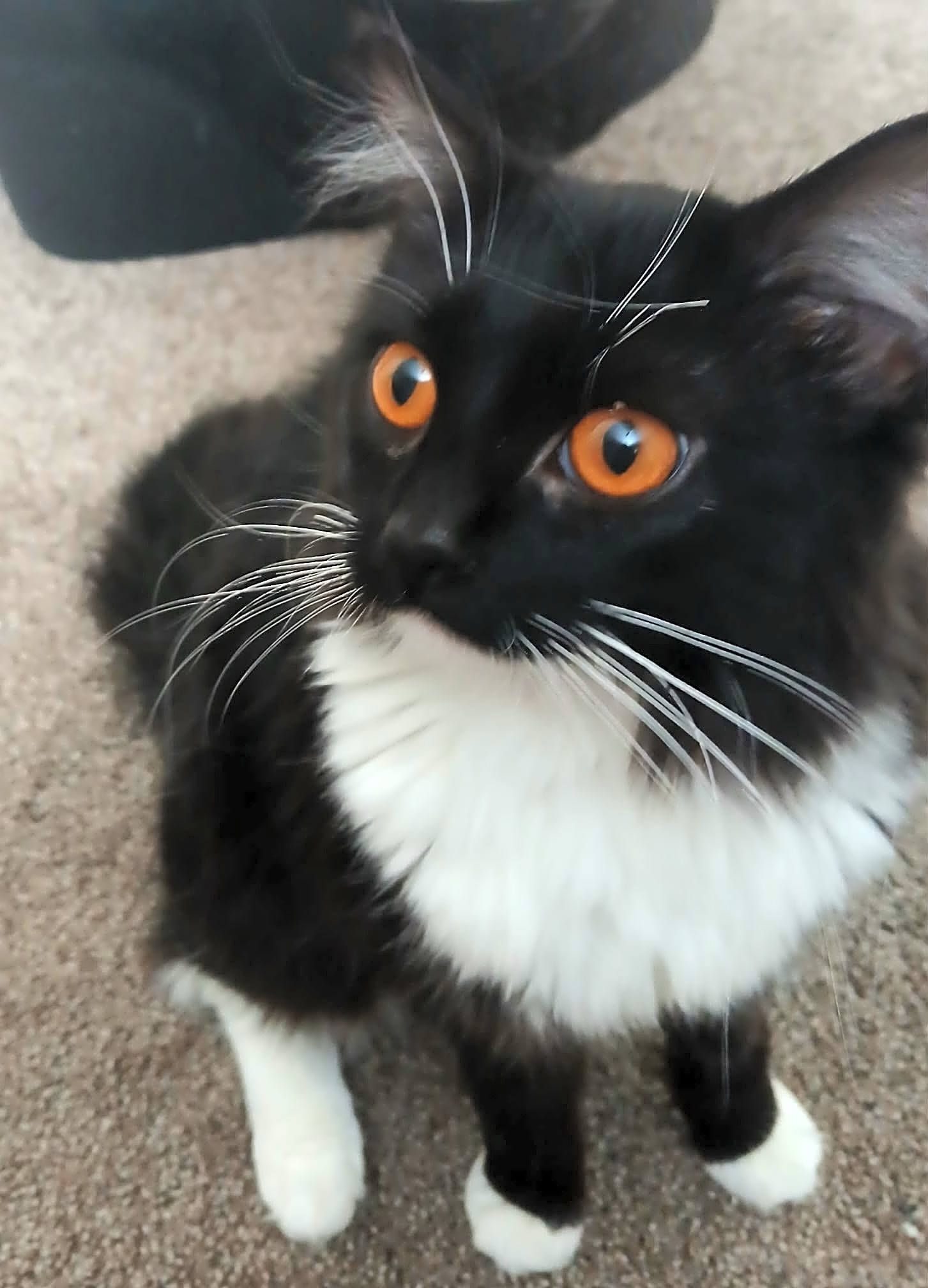 Photo of Frankie