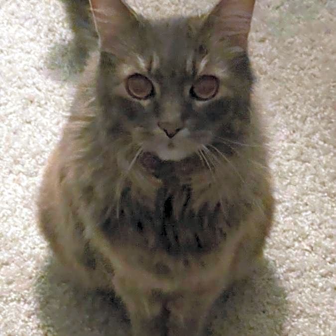 Photo of Toby