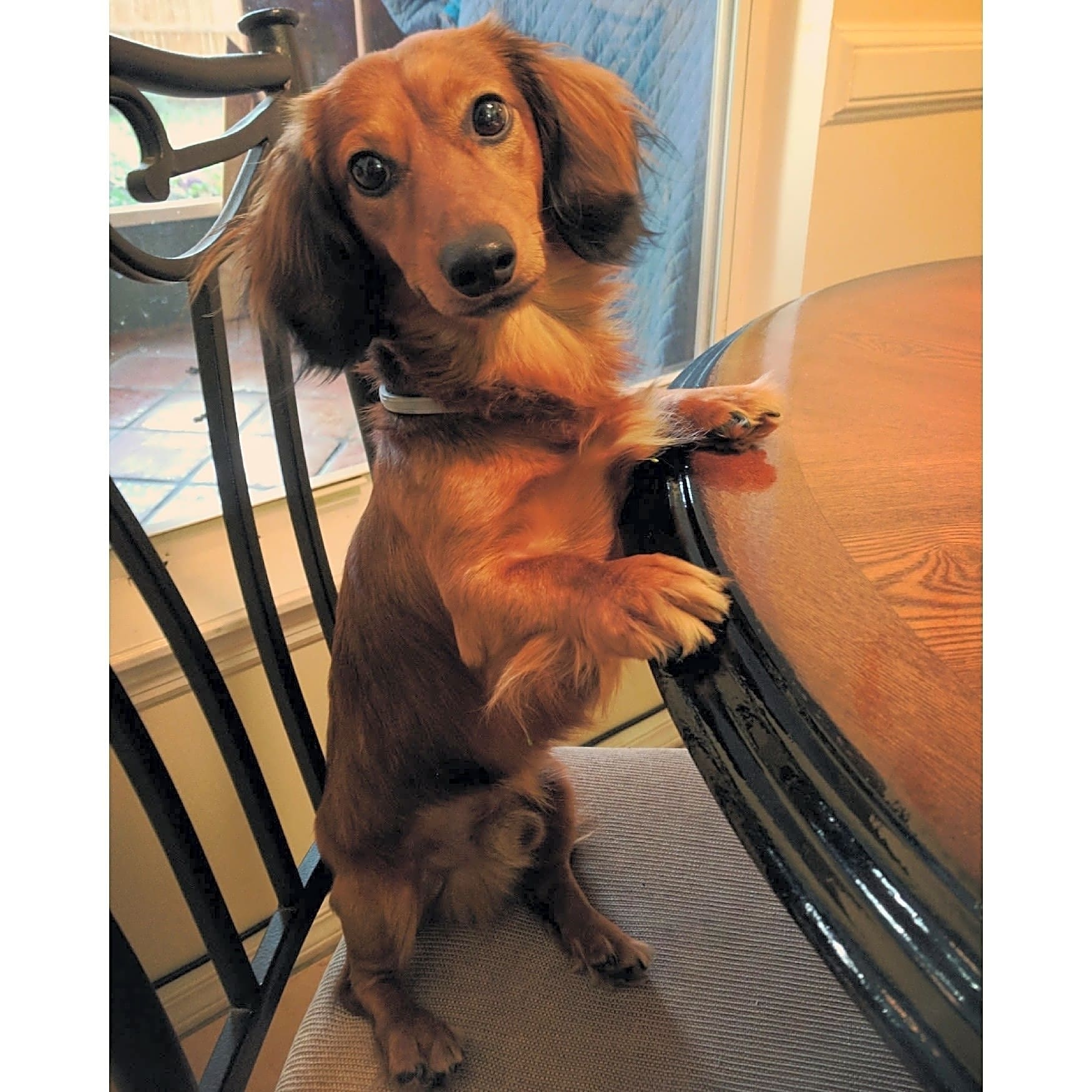 Photo of Duke