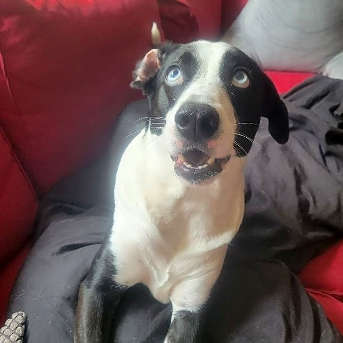 Photo of Luna
