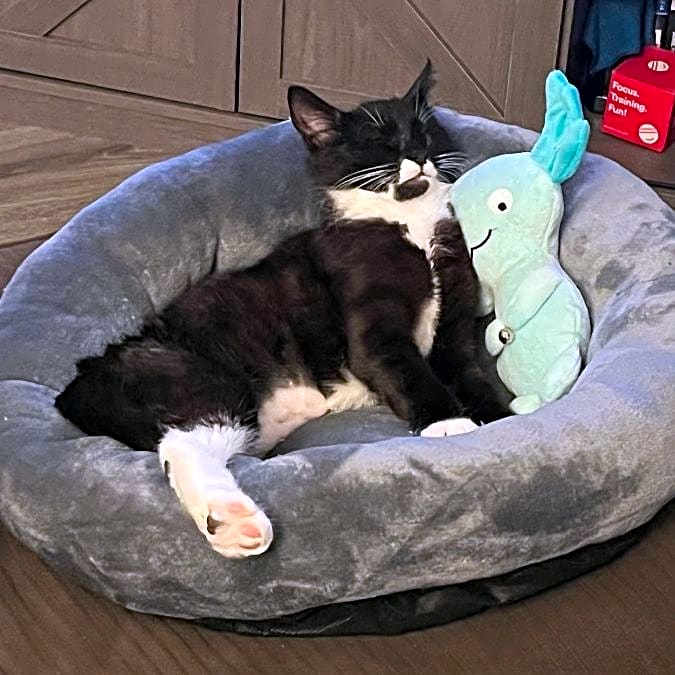 Photo of Rigby