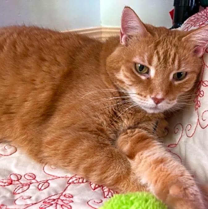 Photo of Scout