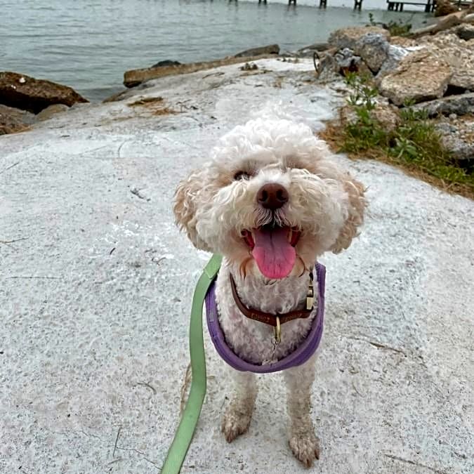Photo of Benji