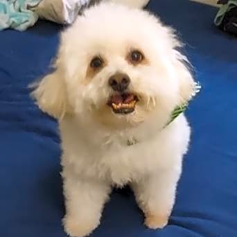 Photo of Romeo