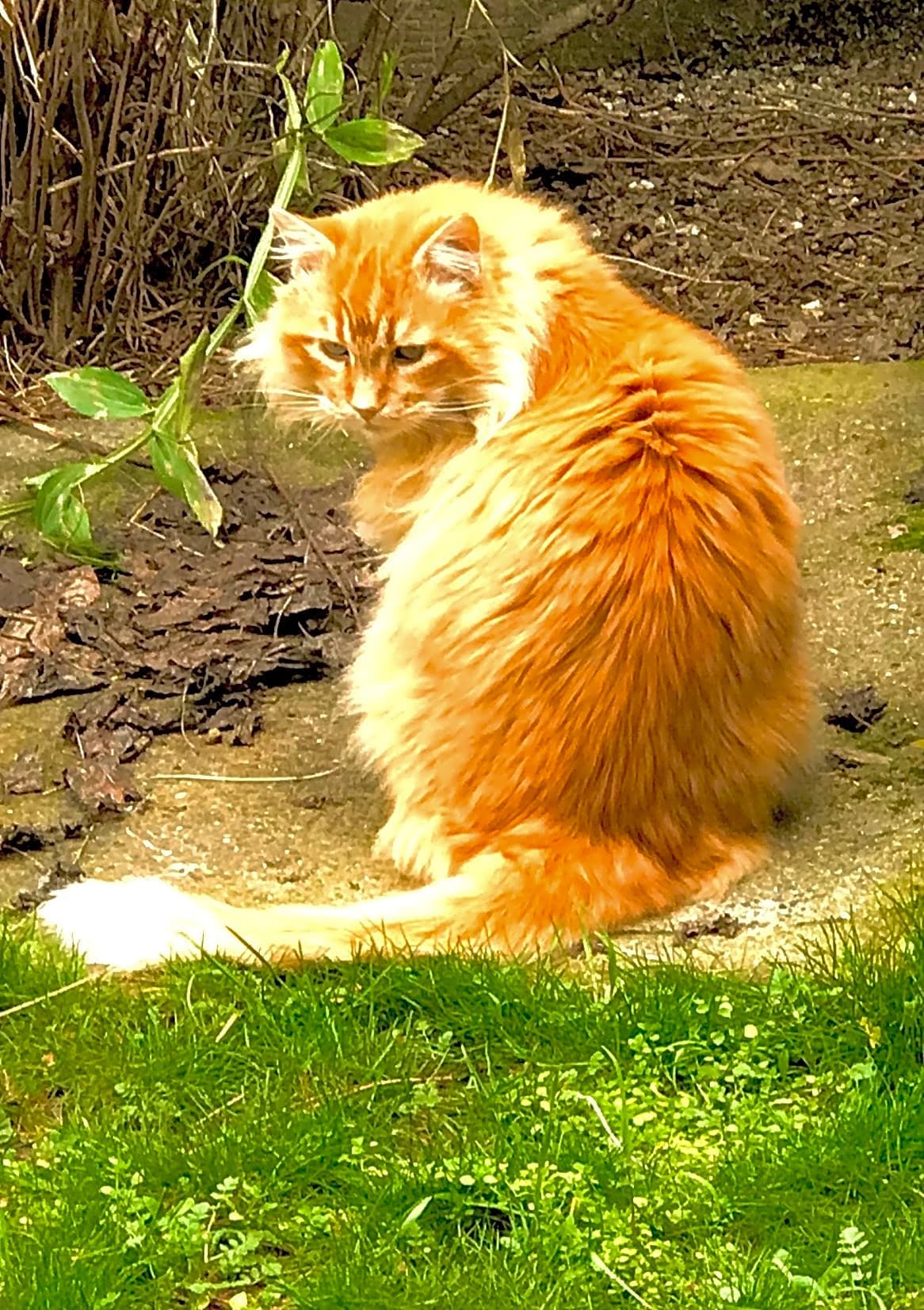 Photo of Sunny Boy