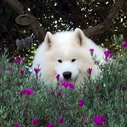 Photo of Bodie