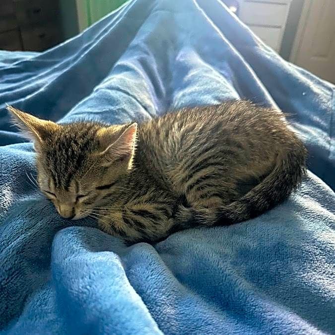 Photo of Trooper