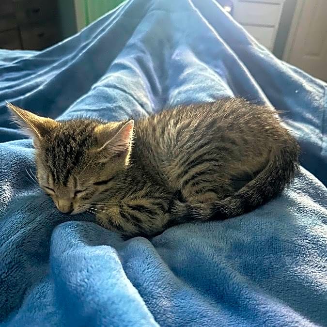 Photo of Trooper