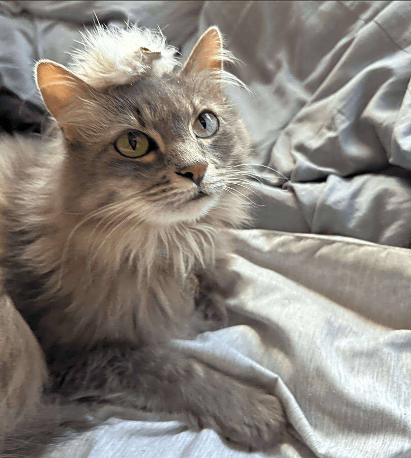 Photo of Mushu