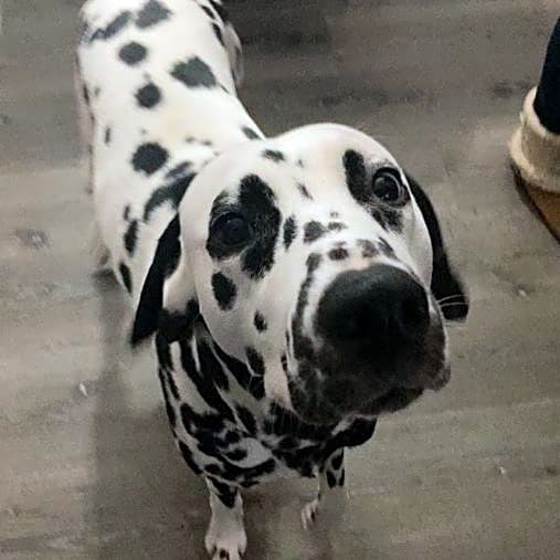 Photo of Koda