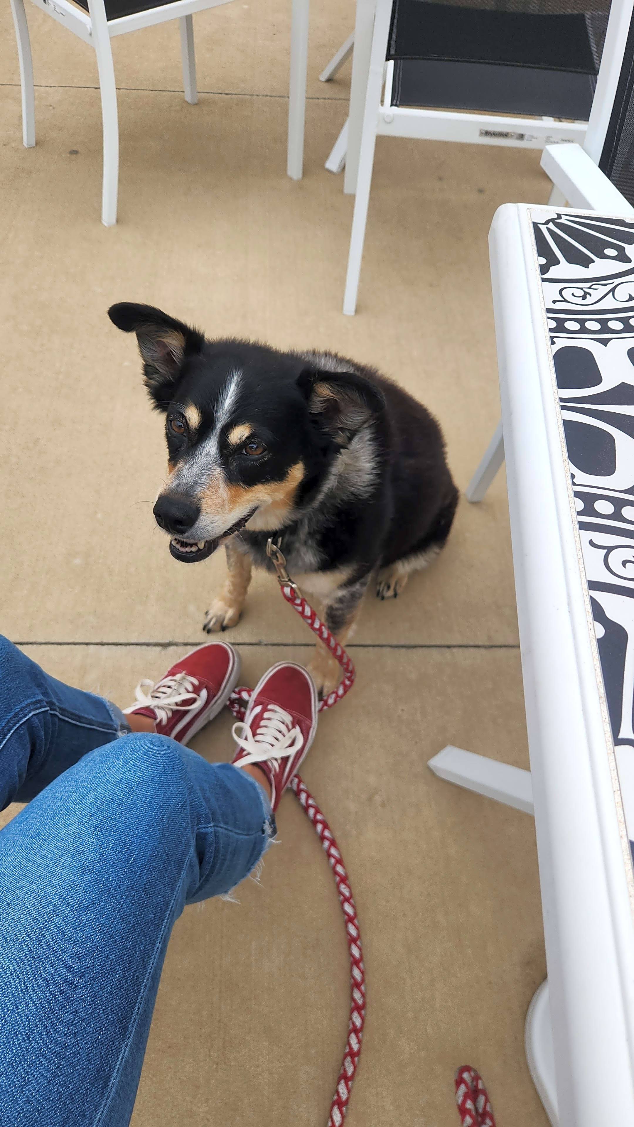 Photo of Koda