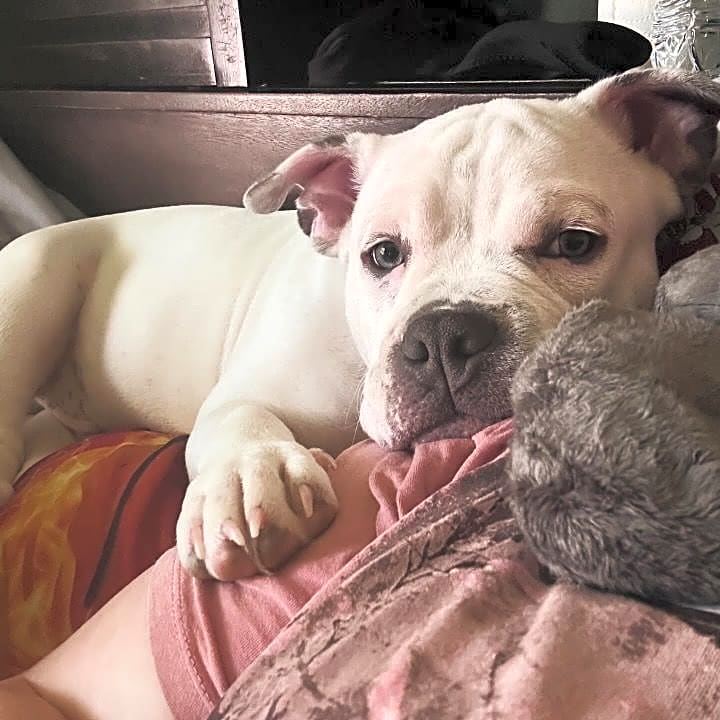 Photo of Dozer