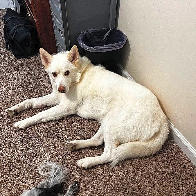 Photo of Tundra