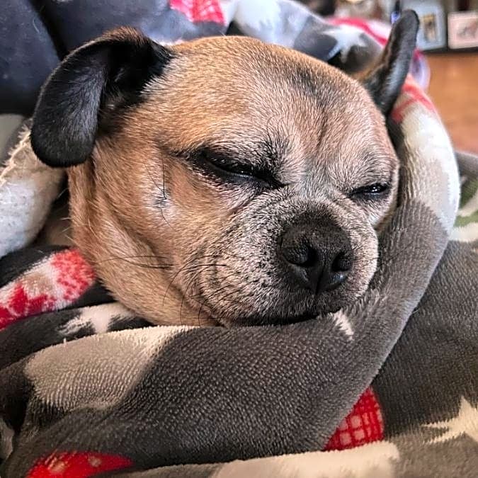Photo of Bo