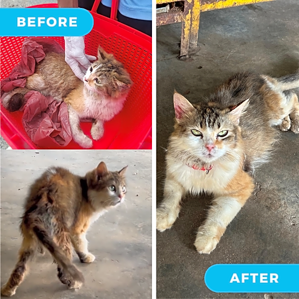 Photo of Hula Hoop