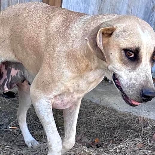 Photo of Montana and Her Puppies