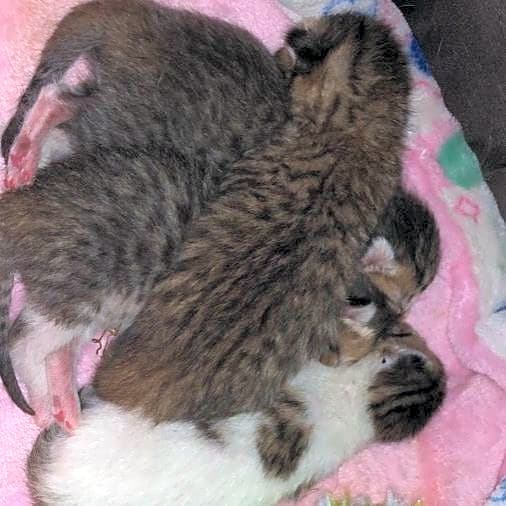 Photo of Rudolph, Gilbert, Snow, Shy