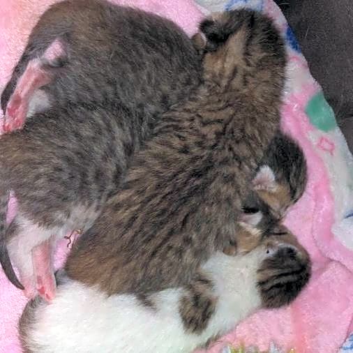Photo of Rudolph, Gilbert, Snow, Shy