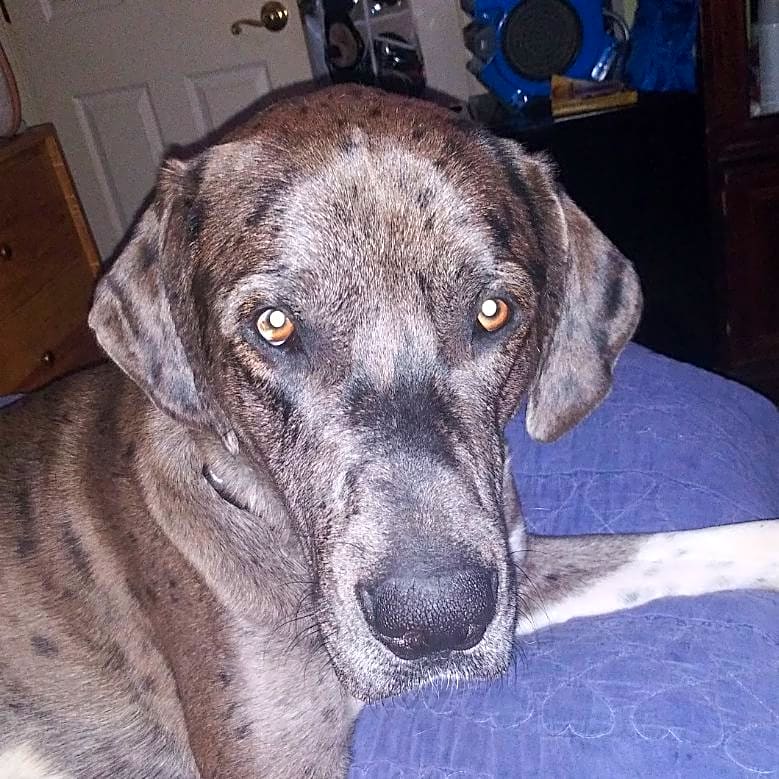 Photo of Bo
