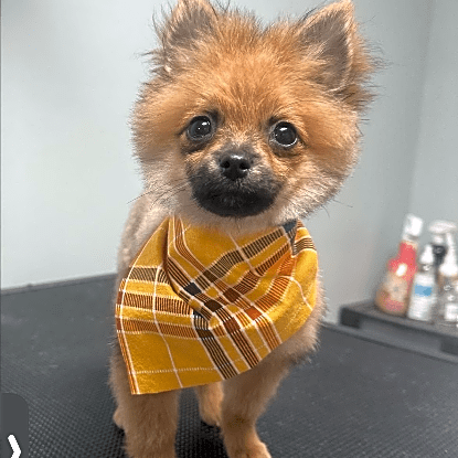 Photo of Kuma