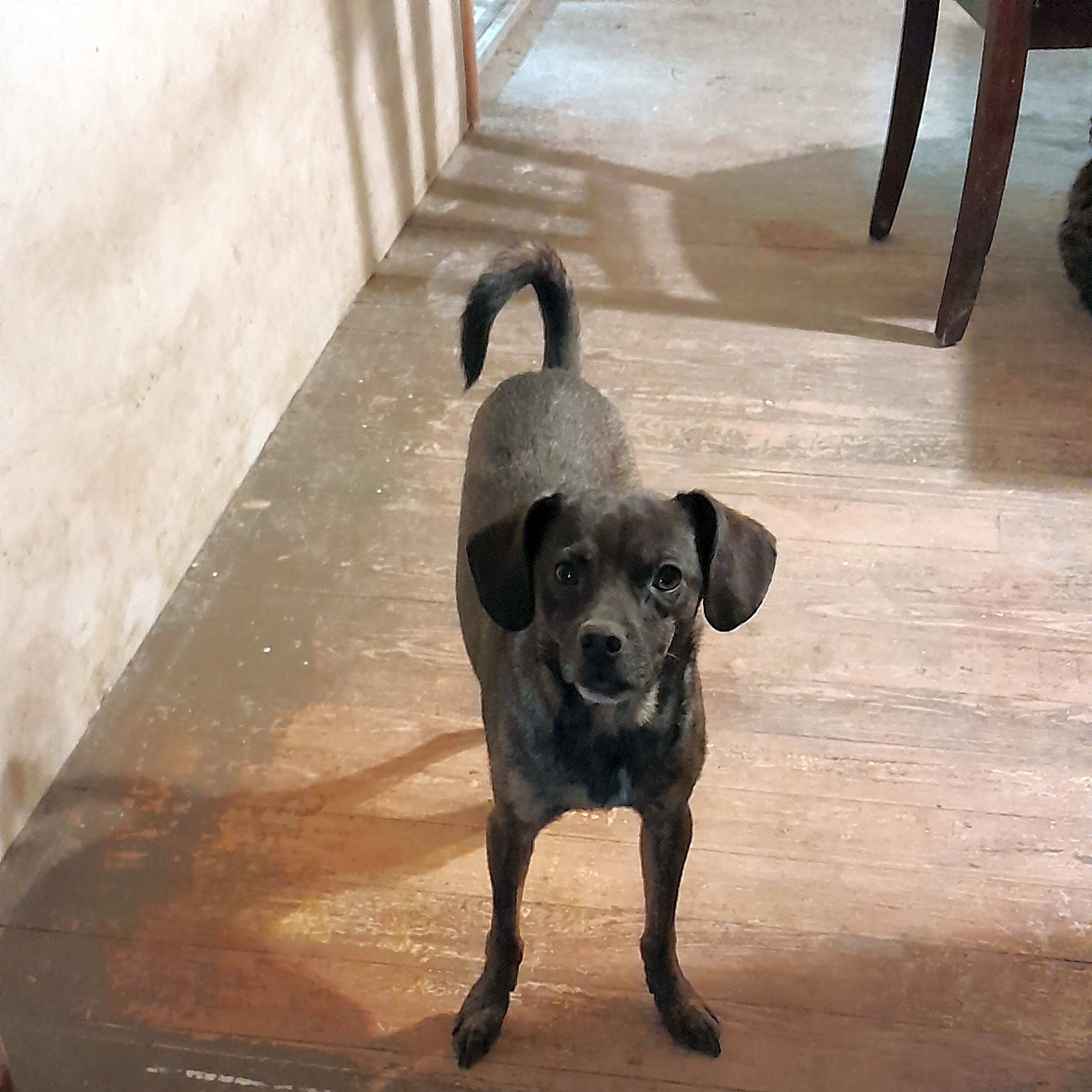 Photo of Buddy