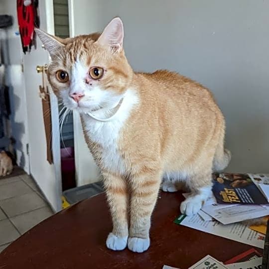 Photo of Dusty