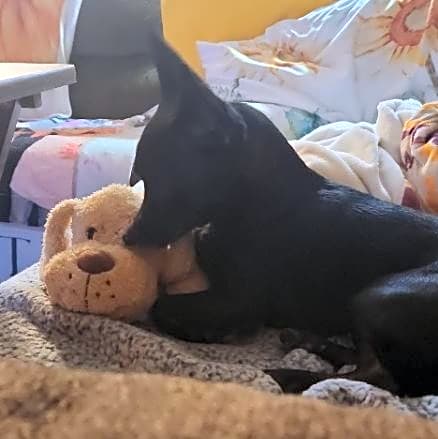 Photo of Sparky