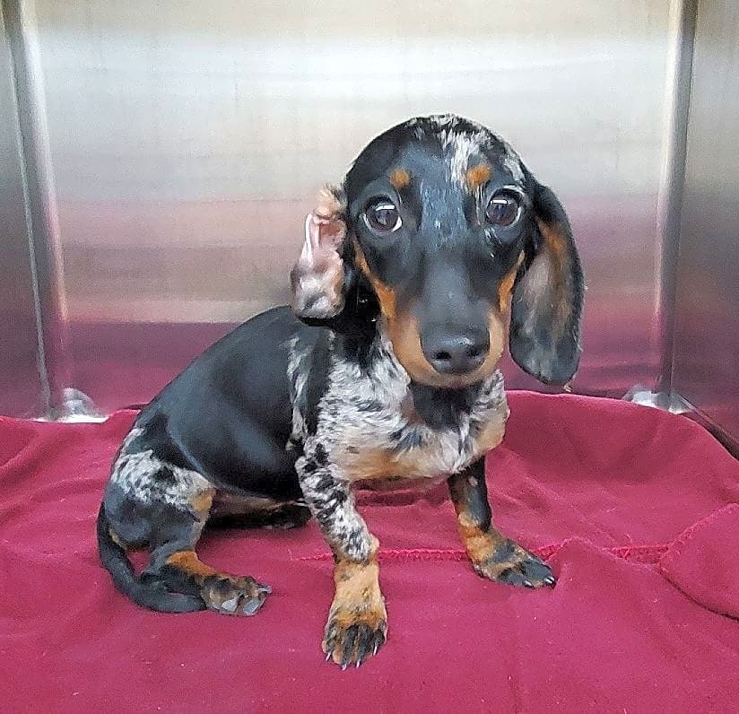 Photo of Princess