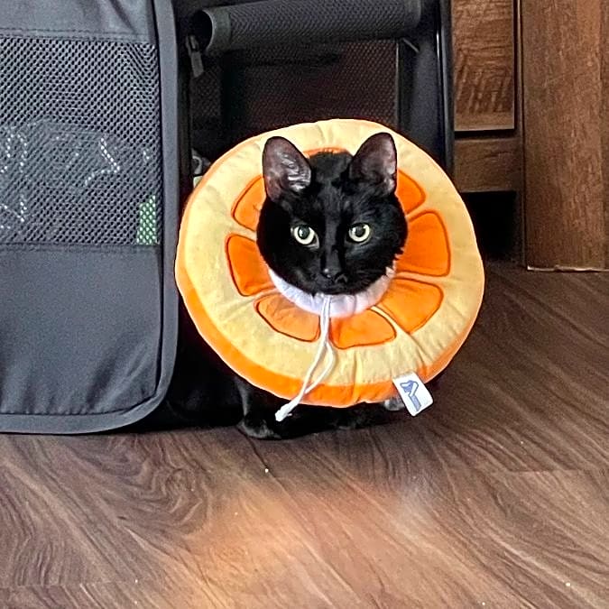 Photo of Neo
